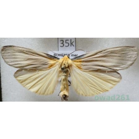 Lithosia quadra (Linnaeus, 1758) male Porostnica czterokropka Czech35k